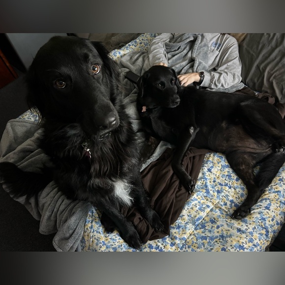 Keychain/Bag Charm For Our Fur Babies Medical Bills💕🐾💕🐾 - Picture 14 of 15